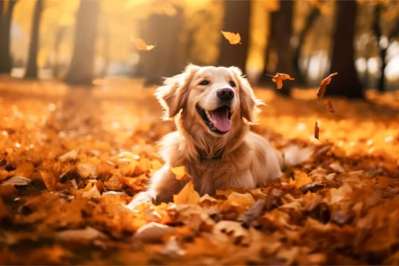 Dog Hip Dysplasia Surgery