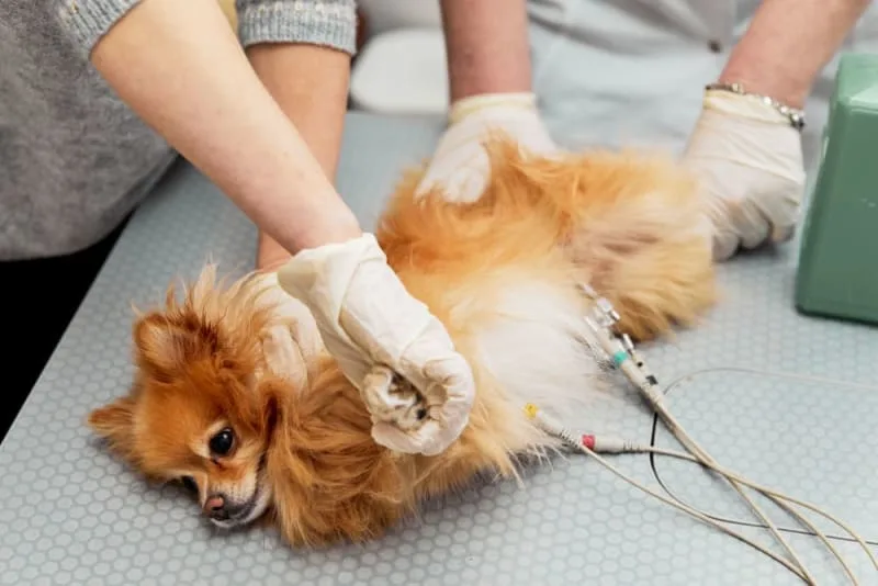 ECG for Pets: When it Is Needed