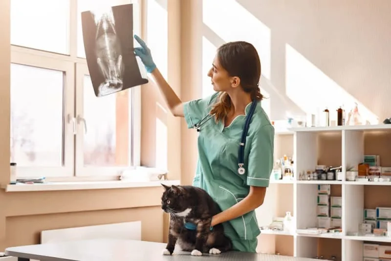 Importance of Regular Vet Exams for Pets