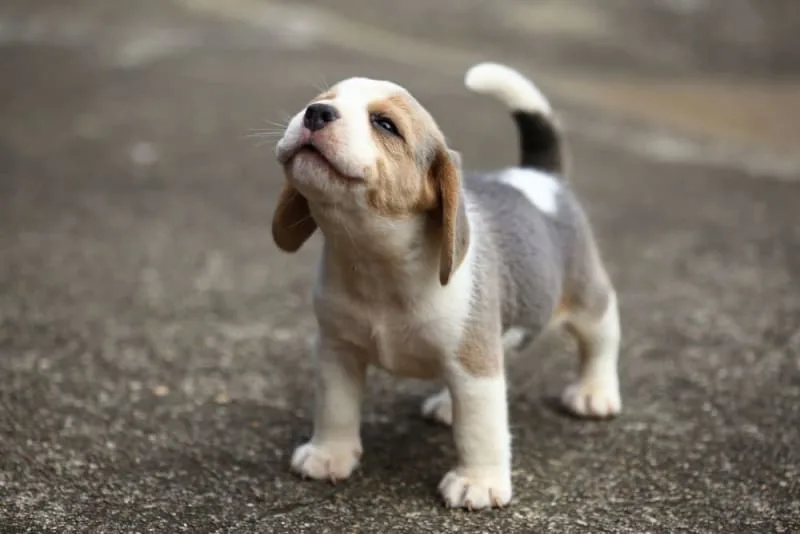 Costs of Owning a Dog