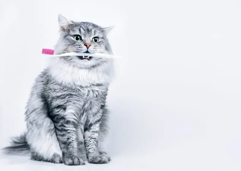 Dental Care for Cats: What You Need to Know