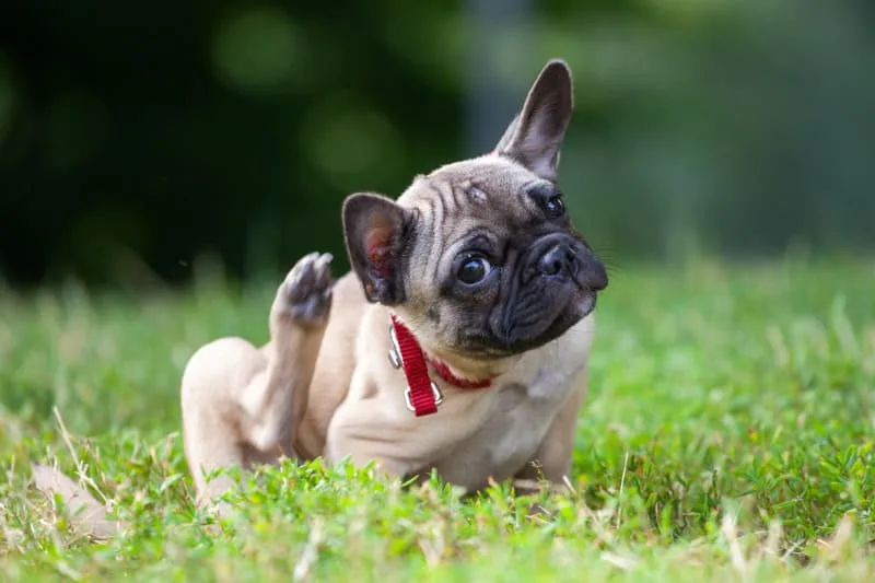 Why is My Dog Scratching? Common Skin Problems in Dogs