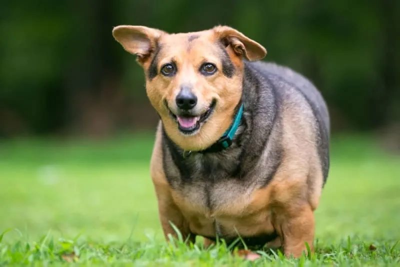 Is Your Dog Overweight? Signs, Symptoms, & What to Do
