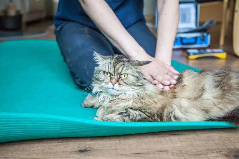 Cat Physical Therapy - Everything You Should Know About Cat Rehabilitation
