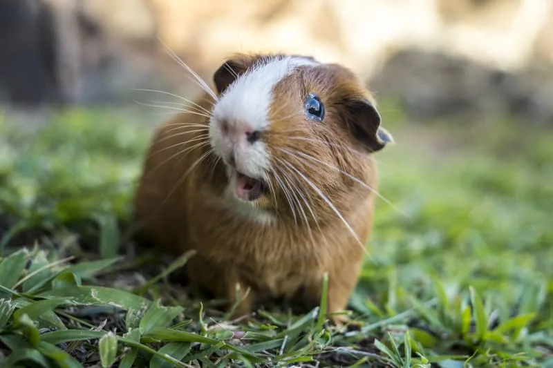 The Complete Beginner's Guide to Guinea Pigs