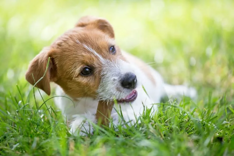 Common Dental Problems in Dogs
