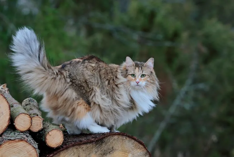 Cat Vaccine Schedule