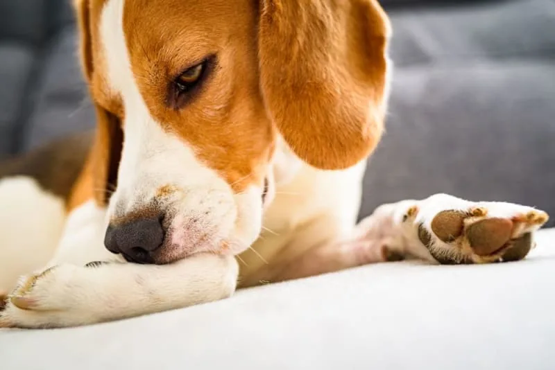 Food Allergies in Dogs: Symptoms & Treatment