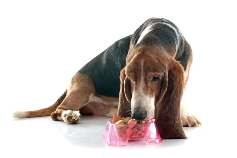 The Best Food For Senior Dogs