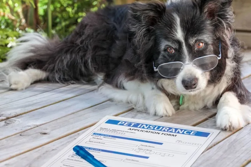 Pet Wellness Plans vs Pet Insurance
