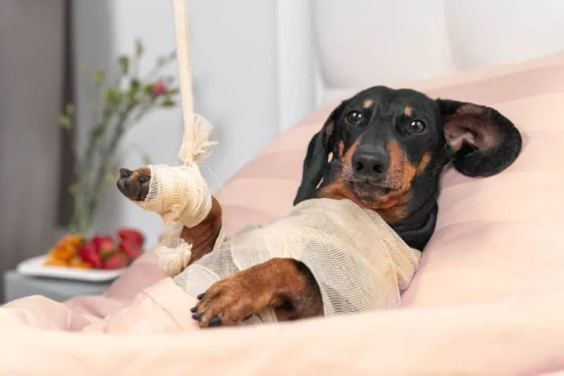 Dog Recovering from Surgery