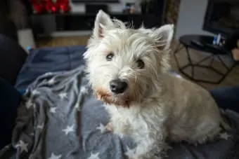 Diagnostics: Blood Tests For Dogs