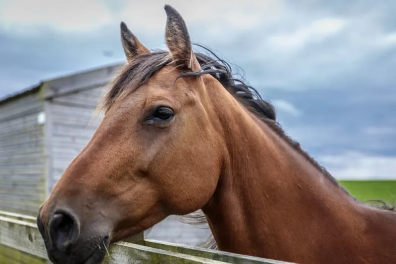 Gastric Ulcer Syndrome in Horses: Causes, Symptoms & Treatment