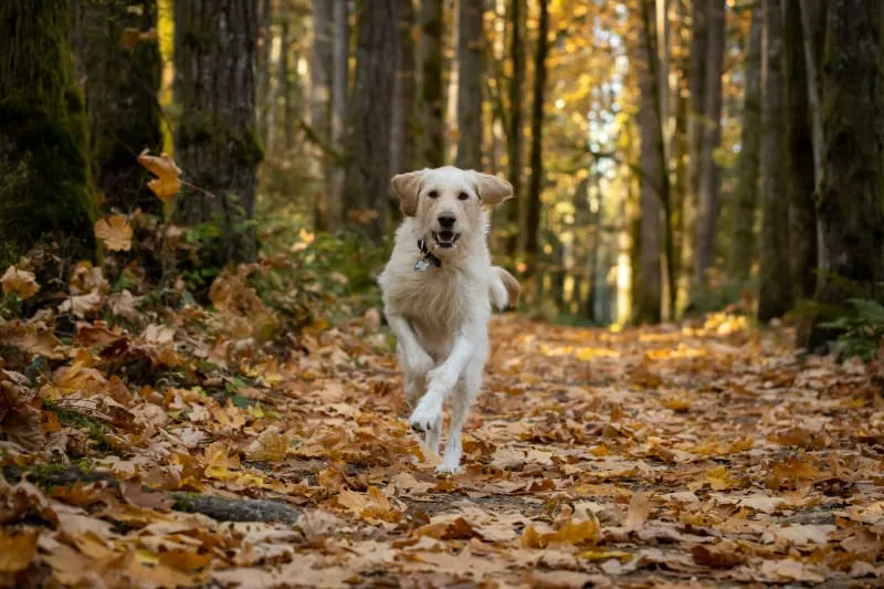 Importance of Parasite Control in Dogs