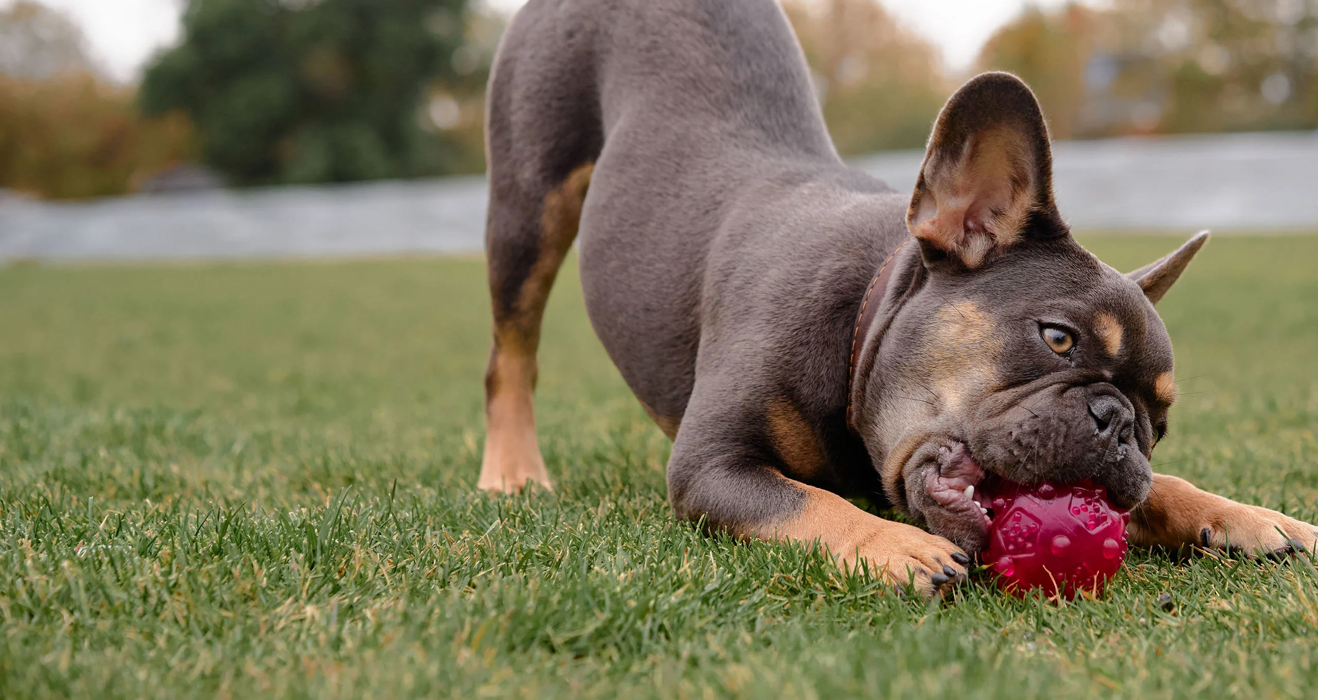 h playful french bulldog with purple ball on green grass