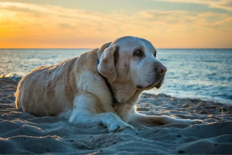 Dog Knee Surgery