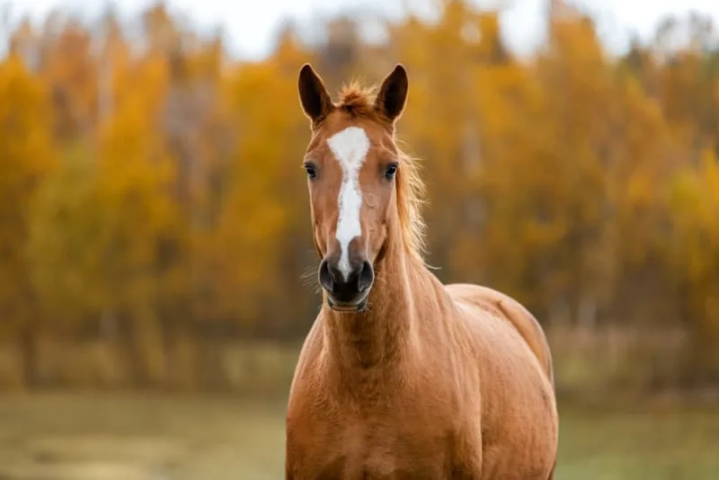 The Importance of Pet Health Certificates in Travel