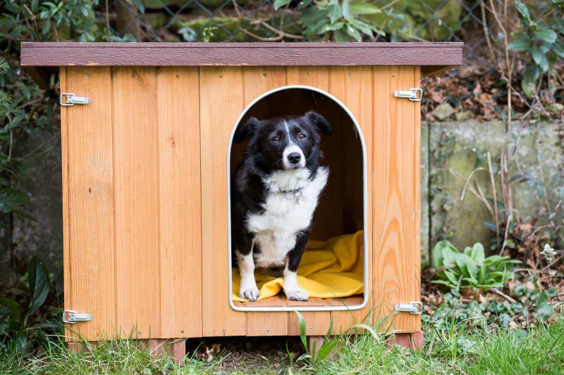 Boarding Options for Your Pet