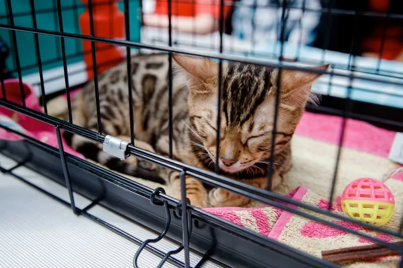 What Is Bordetella In Cats?