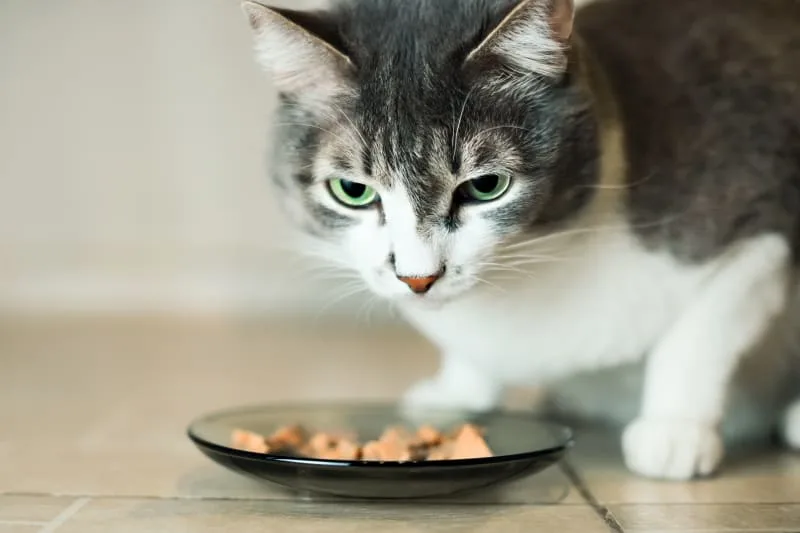 My cat won't eat - is this an emergency?