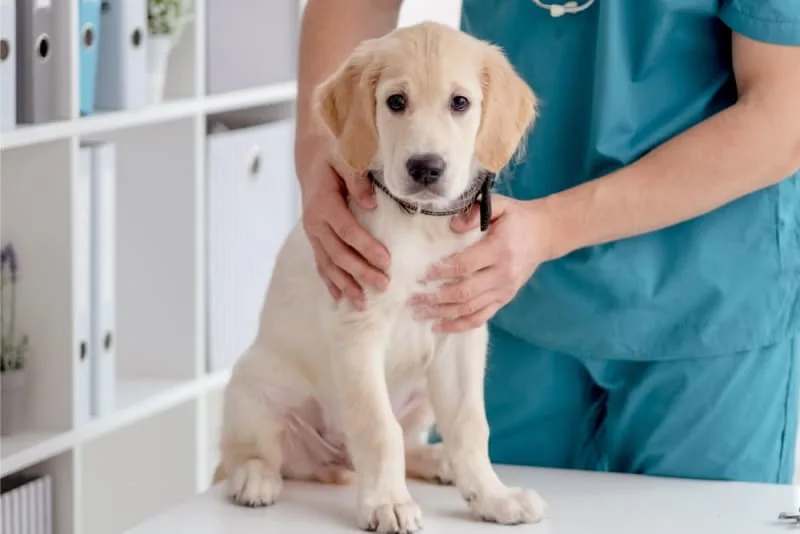 Puppy Vaccination Schedule