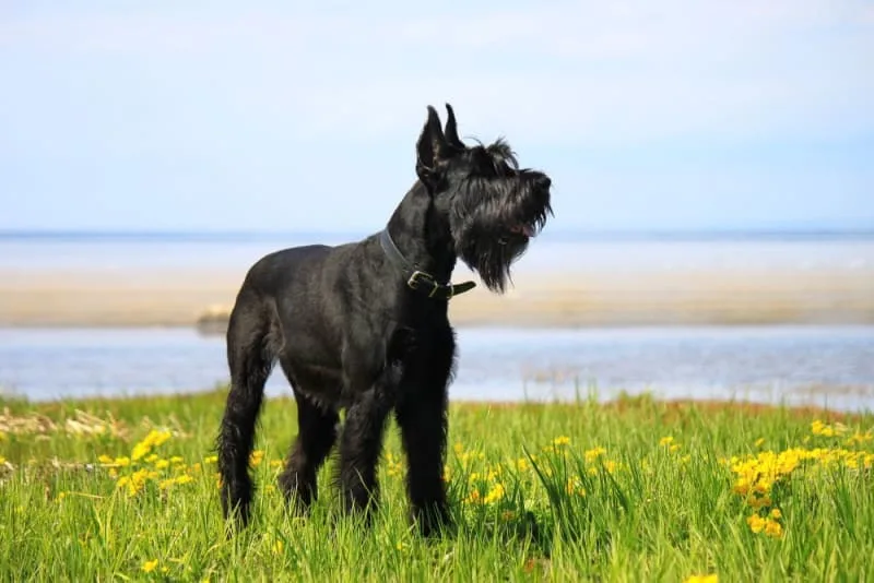 Best Guard Dogs For Family