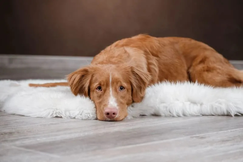 Bordetella in Dogs