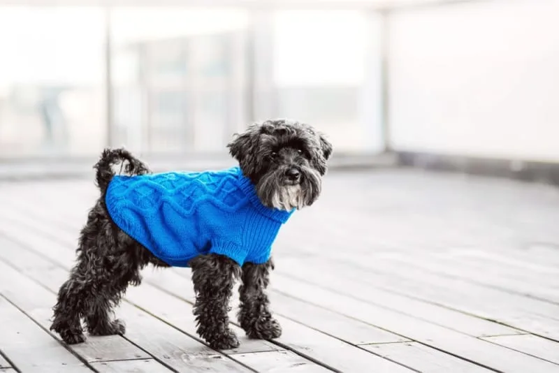 Routine Pet Exams: The Importance of Dog & Cat Checkups