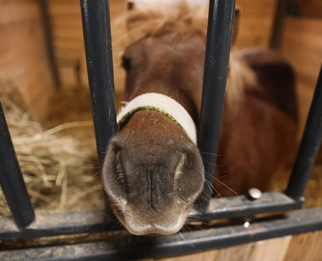 horse nose through stall barn doors