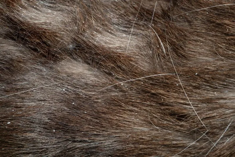 Why does my dog have dandruff?