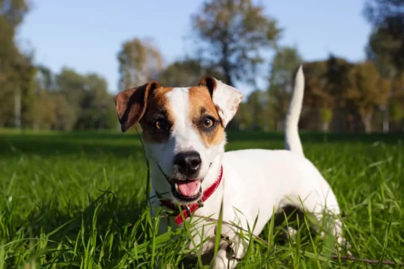 What should I do with my dog while I'm at work?