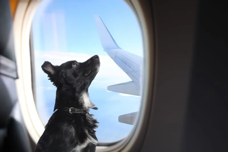 Dog Health Certificates for International Adventures