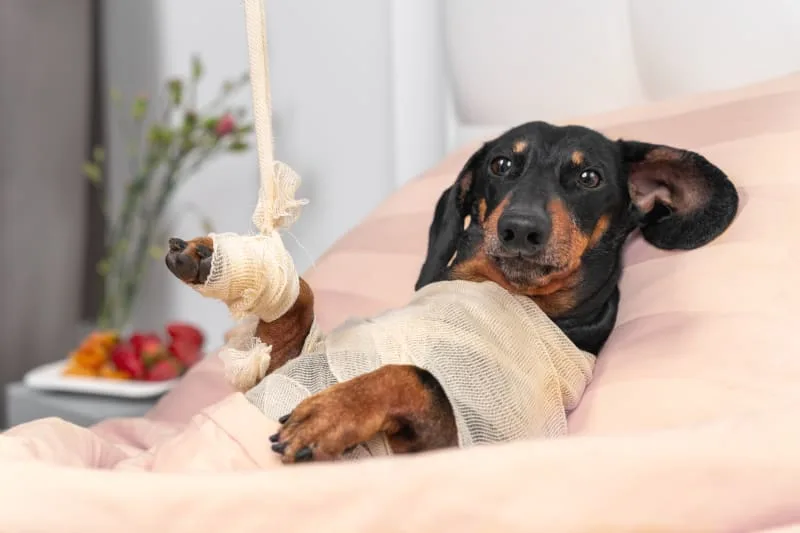 Dog Wound Care: Complete Guide