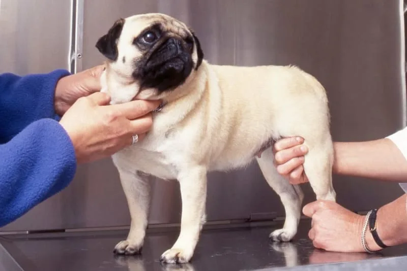 Hip Replacement for Dogs