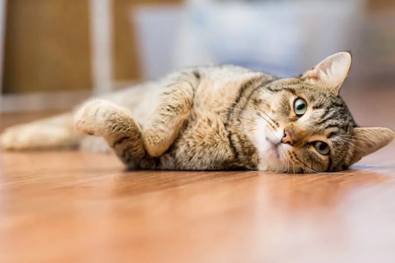 Pneumonia in Cats