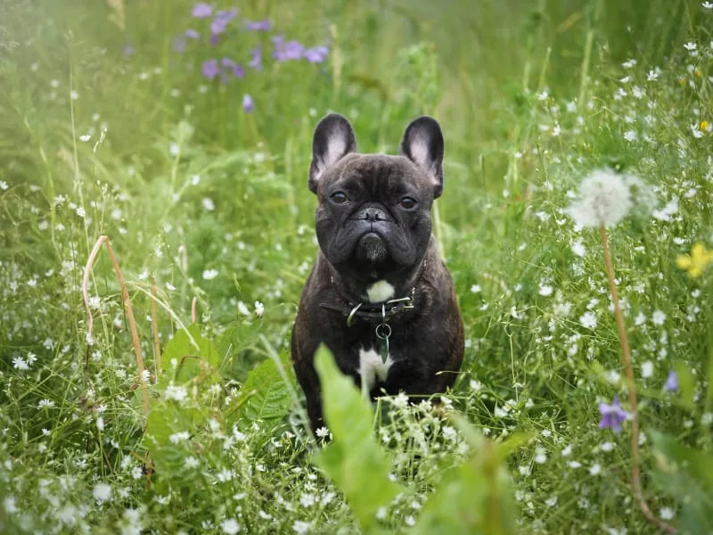 About Anaplasmosis in Dogs