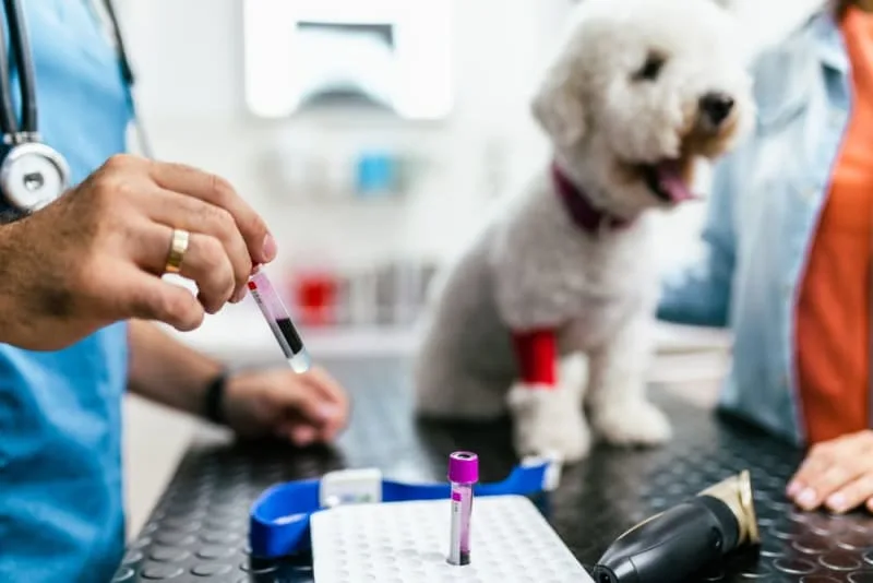 Understanding Blood Tests for Dogs