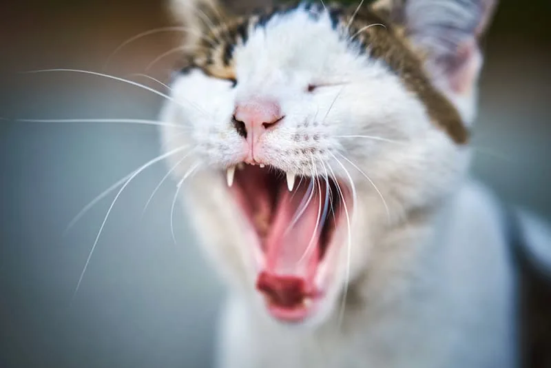 A Pet Parent's Guide to Dental Disease in Cats