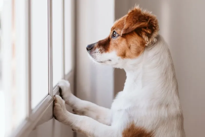 How Long Can You Leave a Dog Alone?