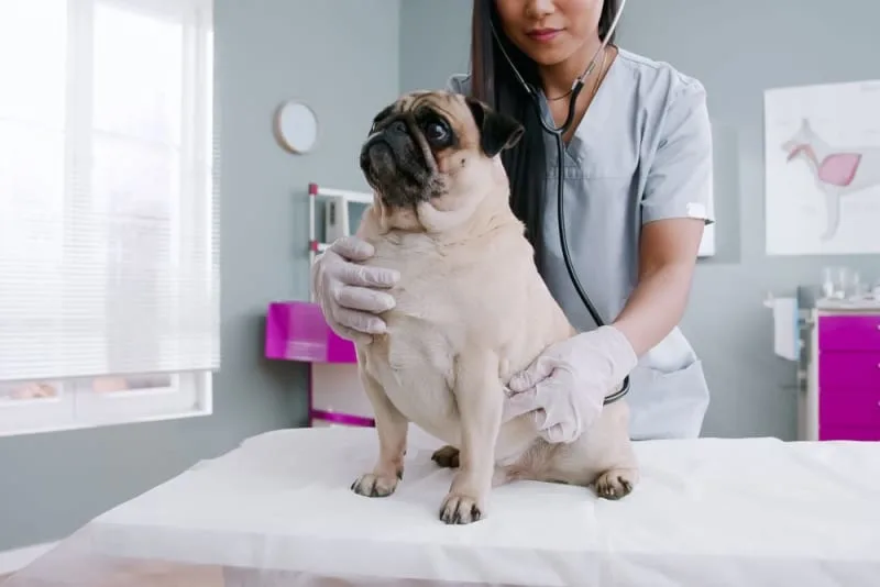 Are Pet Wellness Plans Worth It For Routine Care?