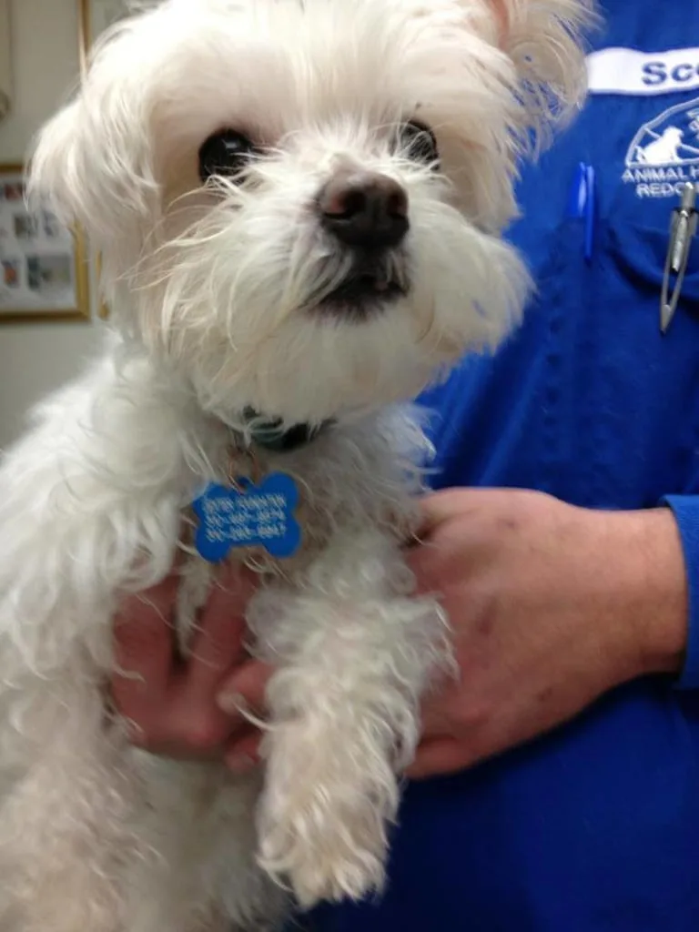 white puppy after veterinary exam