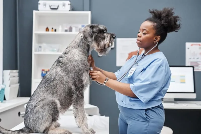 ECG for Pets: When is it needed?