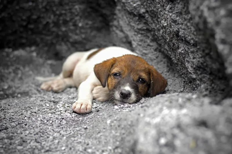 How To Stop Diarrhea In Dogs