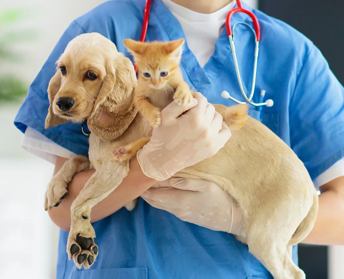 Vet examining a dog and cat at an animal hospital