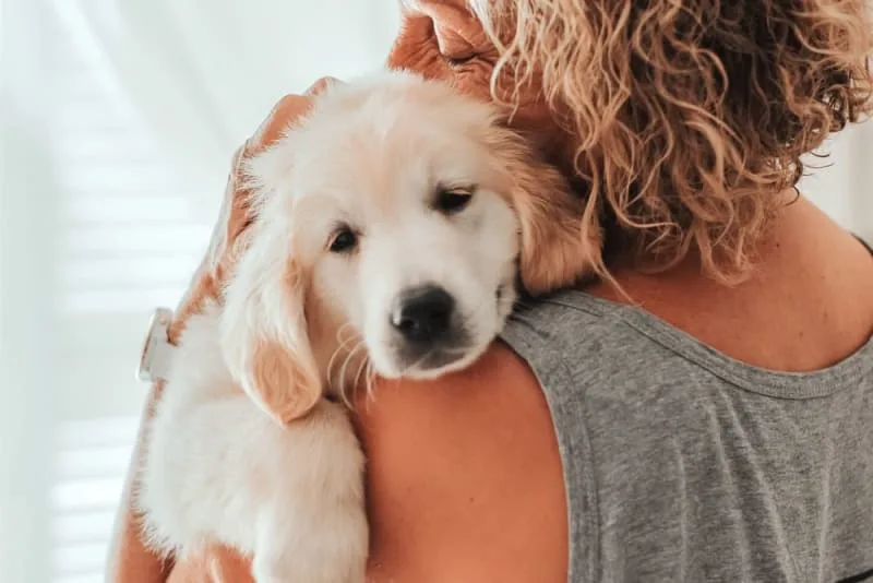 Parvovirus in Dogs: Symptoms & Prevention