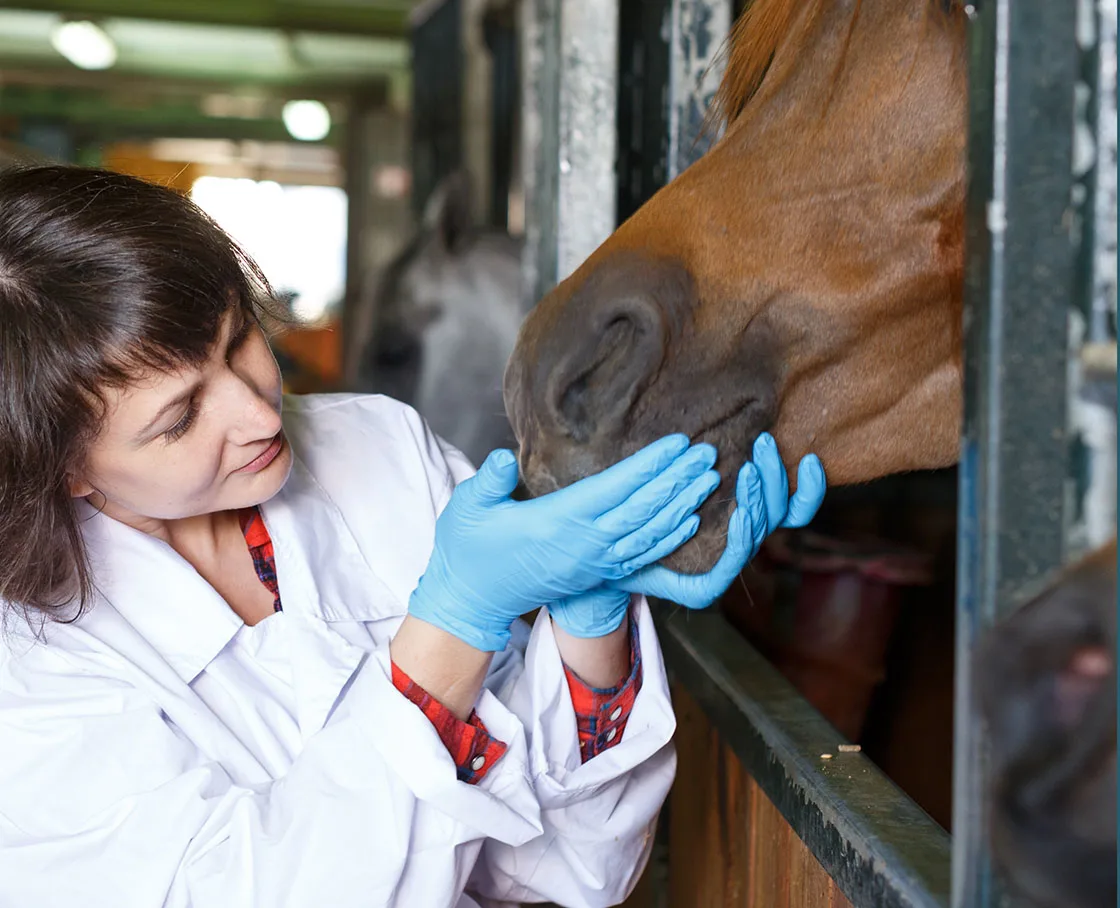 vet with coat and blue gloves examines horse mouth
