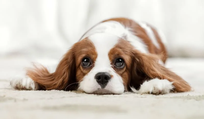 Signs of Infection After Spaying/Neutering Your Dog