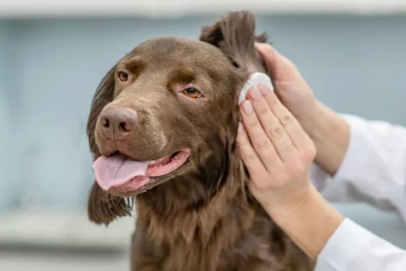 Dog Ear Bleeding: Causes & Treatment