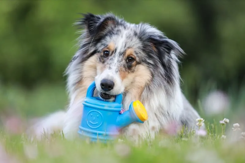 How often should you bathe your dog?