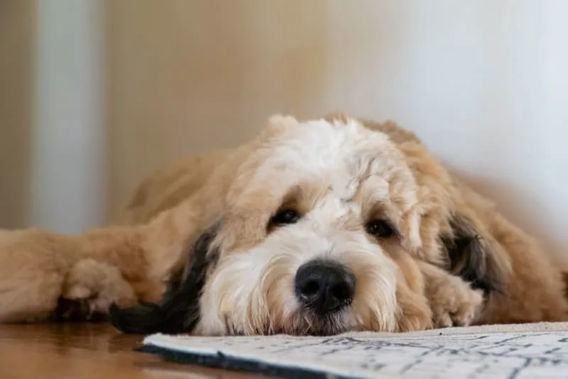 Why is my dog panting and restless at night?